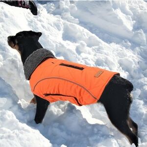Orange Dog Jacket with Gray Trim